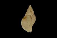 藏品(鍾柏生峨螺)的圖片